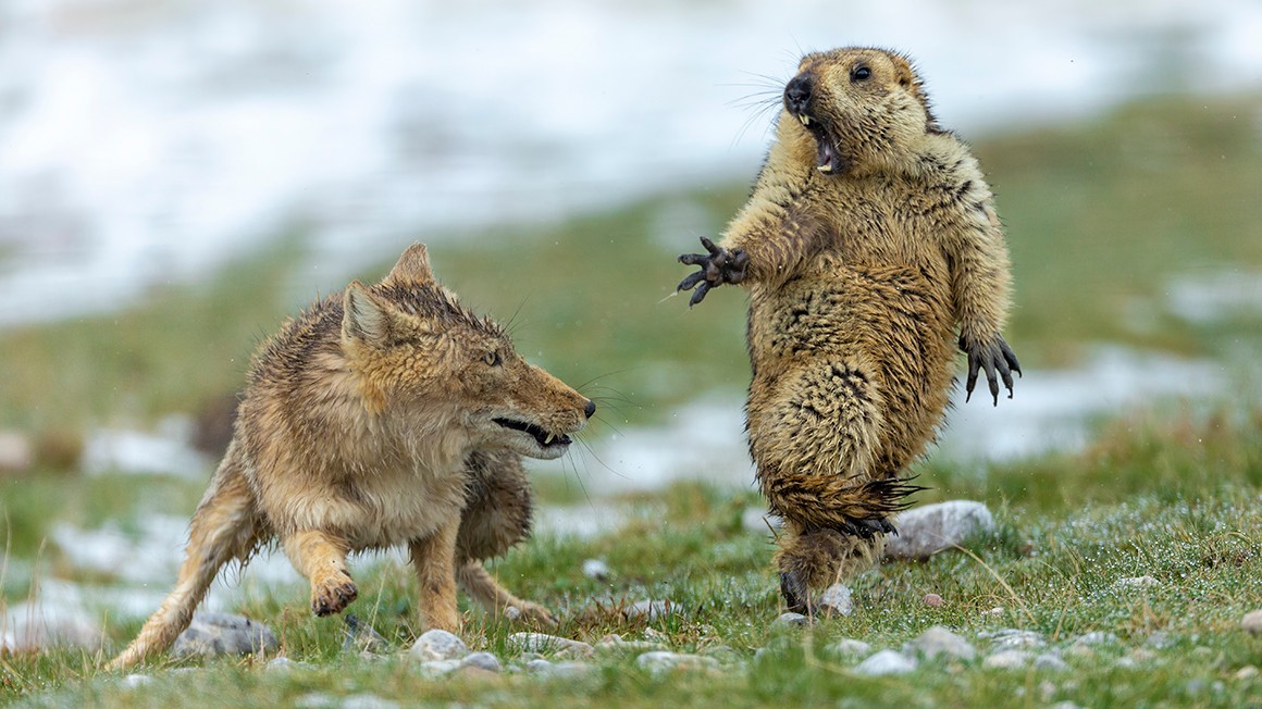 La Fotografia Naturalistica Piu Bella Dell Anno Asiablog It